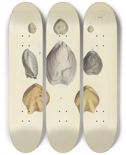 Triptych art skateboard deck of James Sowerby The Mineral Conchology Of Great Britain Pl528 by James Sowerby (1757-1822)