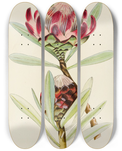Triptych art skateboard deck of Illtyd Buller Poleevans Protea Abyssinica by Illtyd Buller Pole-Evans (1879-1968)