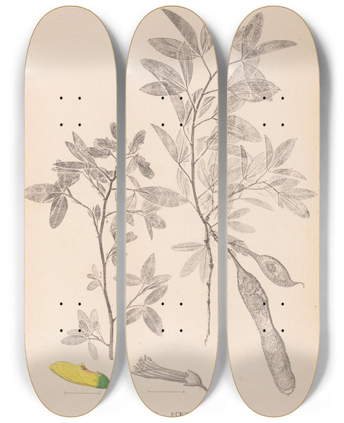 Triptych art skateboard deck of Louis Antoine Cusin Herbier De La Flore Franaise Pl0163 by Louis Antoine Cusin (1824-1901)