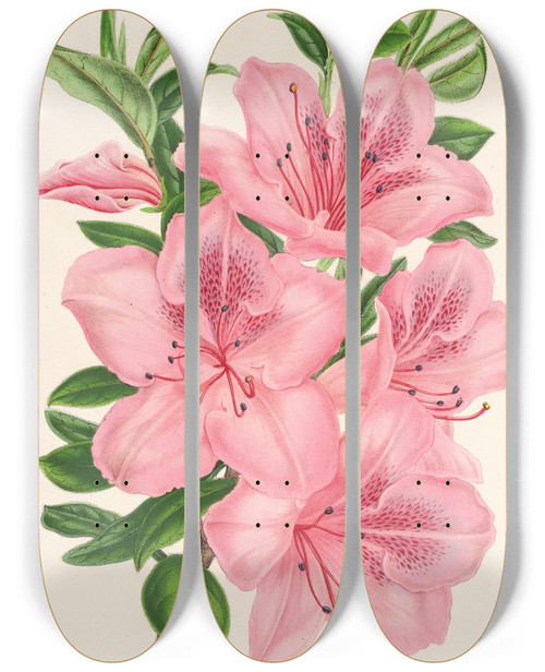 Triptych art skateboard deck of Charles Antoine Lemaire Azalea Indica Hybrida Gigantiflora by Charles Antoine Lemaire (1800-1871)