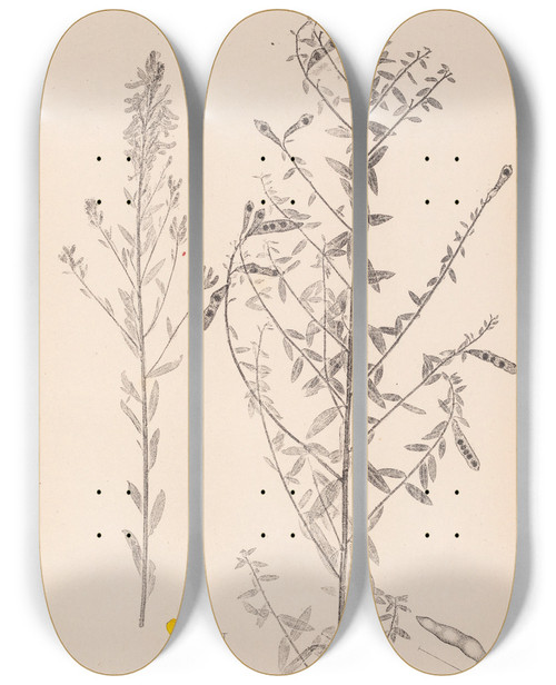 Triptych art skateboard deck of Louis Antoine Cusin Herbier De La Flore Franaise Pl0178 by Louis Antoine Cusin (1824-1901)