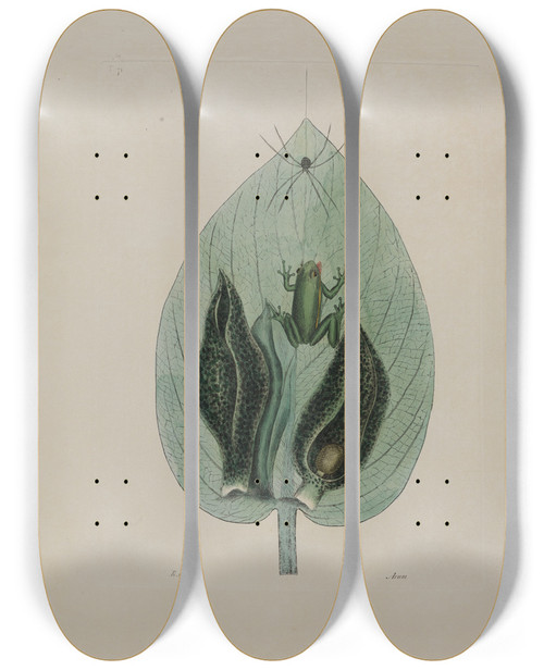 Triptych art skateboard deck of Mark Catesby Tree Frog by Mark Catesby (1683-1749)
