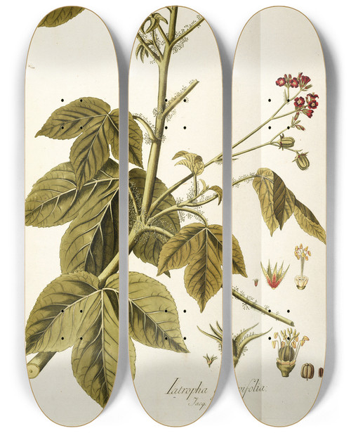 Triptych art skateboard deck of Nikolaus Joseph Freiherr Von Jacquin Iatropha Gossypifolia by Nikolaus Joseph Freiherr Von Jacquin (1727-1817)