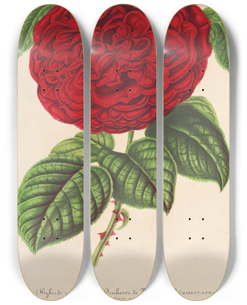 Triptych art skateboard deck of Charles Antoine Lemaire Rose Duchesse De Mdinacli by Charles Antoine Lemaire (1800-1871)