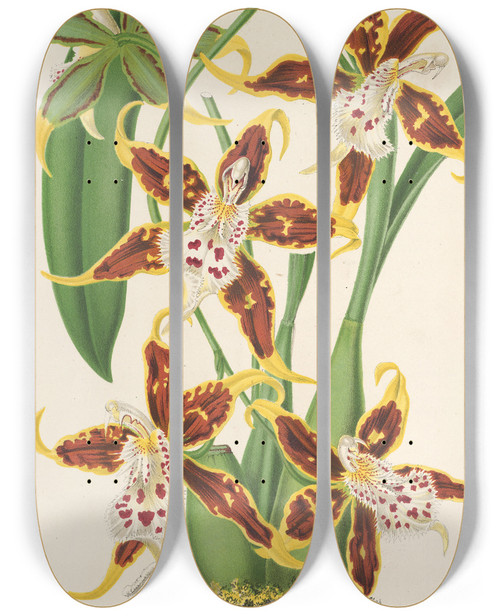 Triptych art skateboard deck of Charles Antoine Lemaire Odontoglossum Halli by Charles Antoine Lemaire (1800-1871)