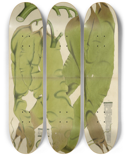 Triptych art skateboard deck of Walter Hood Fitch Cryptogamic Botany Of The Antarctic Voyage Of Hm Discovery Ships Erebus And Terror In The Years 1839 Pl40 by Walter Hood Fitch (1817-1892)