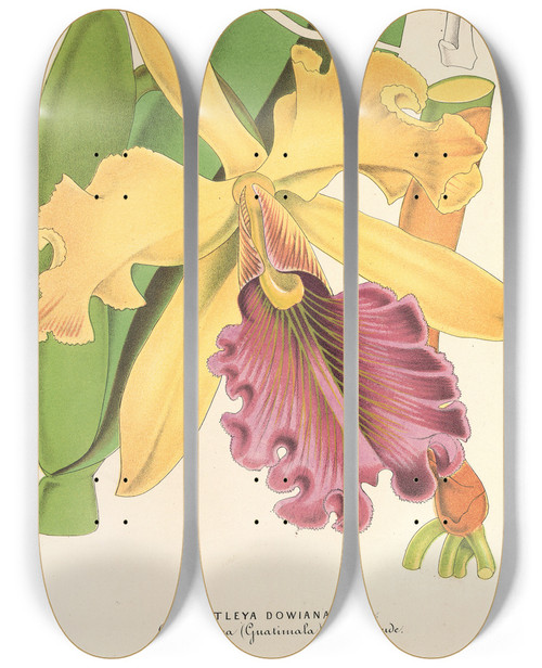 Triptych art skateboard deck of Charles Antoine Lemaire Cattleya Dowiana by Charles Antoine Lemaire (1800-1871)