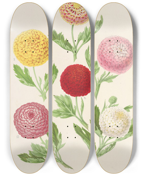 Triptych art skateboard deck of Charles Antoine Lemaire Chrysanthmes Nouvelles Dautomne by Charles Antoine Lemaire (1800-1871)