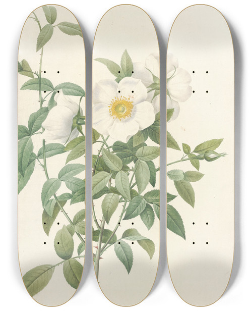 Triptych art skateboard deck of Pierre Joseph Redout Rosa Nivea by Pierre Joseph Redoute (1759-1840)