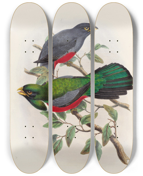 Triptych art skateboard deck of John Gould A Monograph Of The Trogonidae Or Family Of Trogons Pl33 by John Gould (1804-1881)