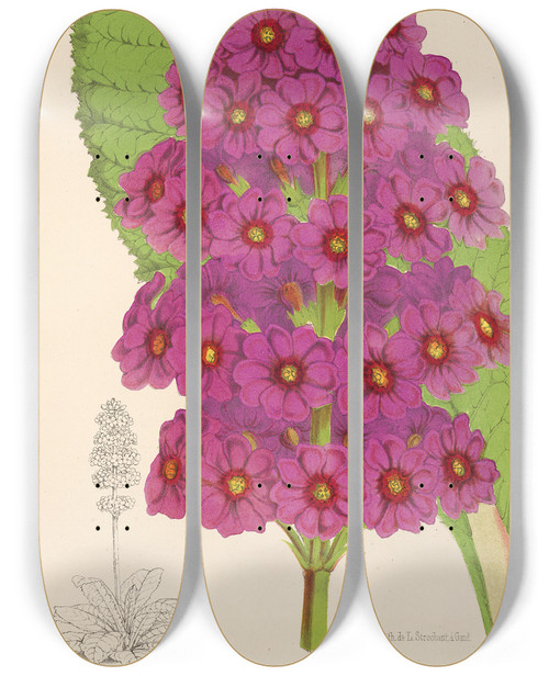 Triptych art skateboard deck of Charles Antoine Lemaire Primula Japonica by Charles Antoine Lemaire (1800-1871)