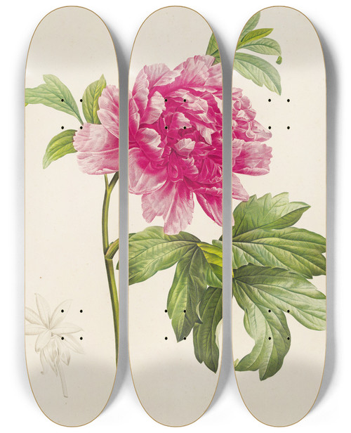 Triptych art skateboard deck of Pierre Joseph Redout Description Des Plantes Rares Cultivees A Malmaison Et A Navarre Pl23 by Pierre Joseph Redoute (1759-1840)