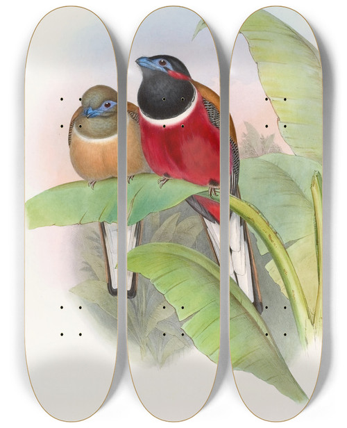Triptych art skateboard deck of John Gould Kasumba Trogon by John Gould (1804-1881)