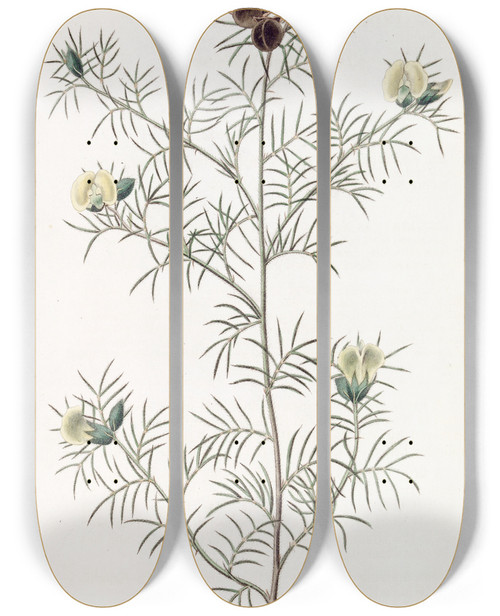 Triptych art skateboard deck of Sydenham Edwards Downy Gompholobium by Sydenham Edwards (1768-1819)