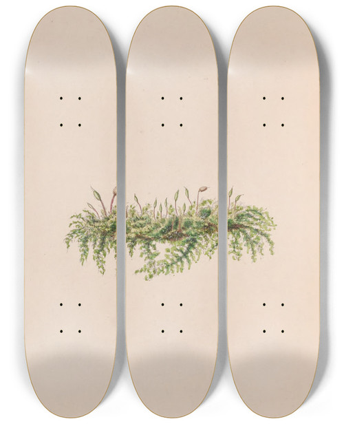 Triptych art skateboard deck of John Stevens Henslow Mistletoe by John Stevens Henslow (1796-1861)