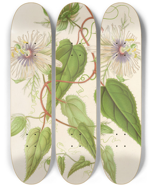 Triptych art skateboard deck of Charles Antoine Lemaire Passiflora Baraquiniana by Charles Antoine Lemaire (1800-1871)