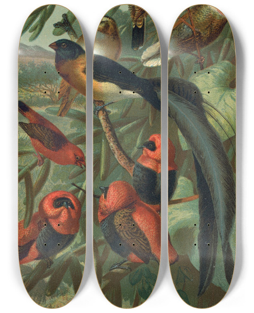 Triptych art skateboard deck of John George Wood Weaver Birds by John George Wood (1827-1889)