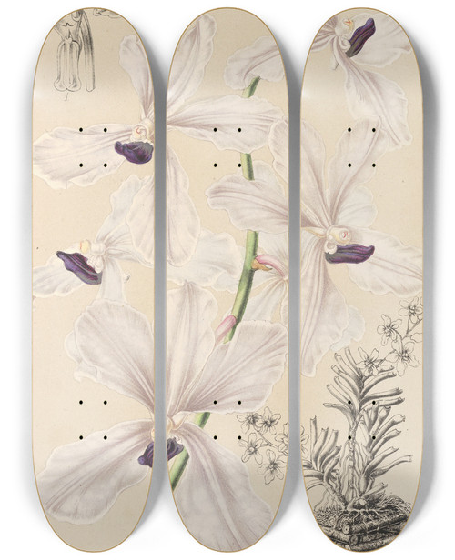 Triptych art skateboard deck of Charles Antoine Lemaire Vanda Crulea by Charles Antoine Lemaire (1800-1871)