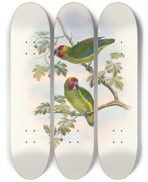 Triptych art skateboard deck of John Gould The Birds Of New Guinea And The Adjacent Papuan Islands Pl08 by John Gould (1804-1881)