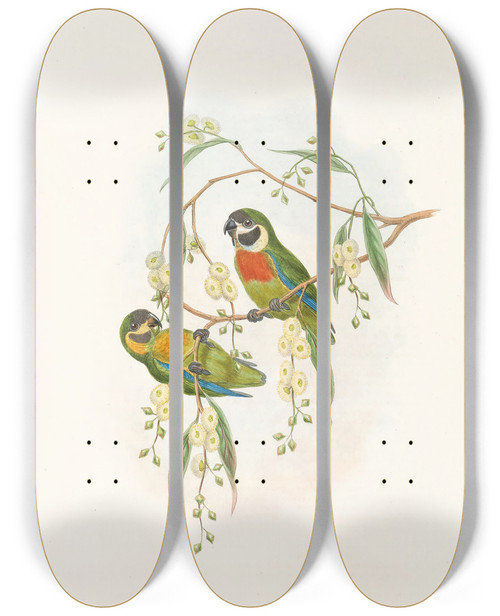 Triptych art skateboard deck of John Gould The Birds Of New Guinea And The Adjacent Papuan Islands Pl06 by John Gould (1804-1881)