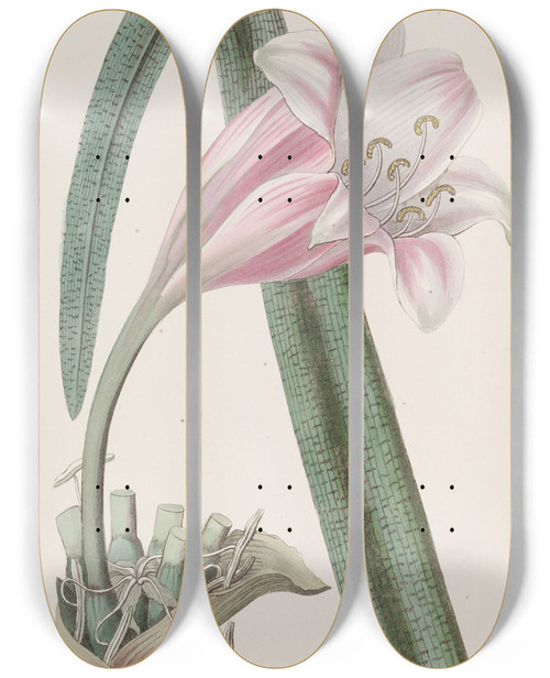 Triptych art skateboard deck of Sydenham Edwards Rosecoloured Changeable Crinum by Sydenham Edwards (1768-1819)