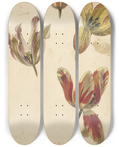 Triptych art skateboard deck of Elias Van Nijmegen Studies Of Four Tulips by Elias Van Nijmegen (1667-1755)