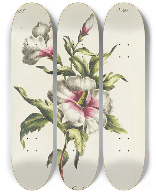 Triptych art skateboard deck of Carington Bowles Althaea Frutex by Carington Bowles (1724-1793)
