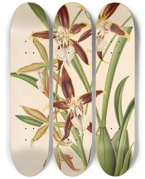 Triptych art skateboard deck of Charles Antoine Lemaire Odontoglossum Nevadense by Charles Antoine Lemaire (1800-1871)