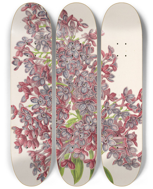 Triptych art skateboard deck of Charles Antoine Lemaire Lilas Prsident Massart by Charles Antoine Lemaire (1800-1871)