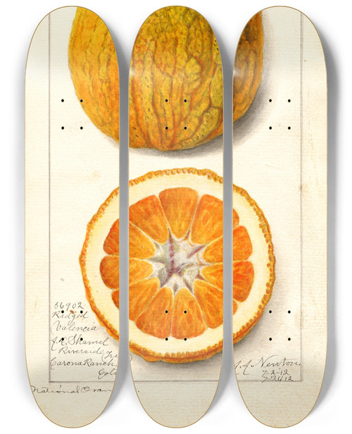 Triptych art skateboard deck of Amanda Almira Newton Citrus Sinensis Valencia_2 by Amanda Almira Newton (1860-1943) Triptych art skateboard deck of Amanda Almira Newton Citrus Sinensis Valencia_2 by Amanda Almira Newton (1860-1943)