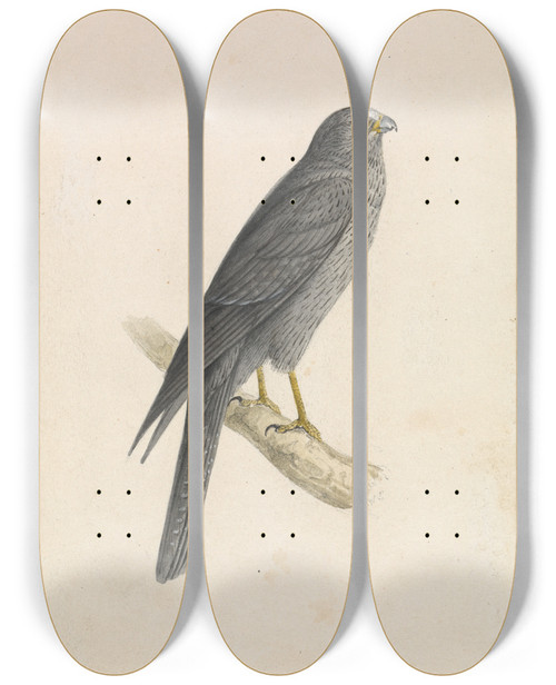 Triptych art skateboard deck of William Swainson Sooty Falcon by William Swainson (1789-1855)