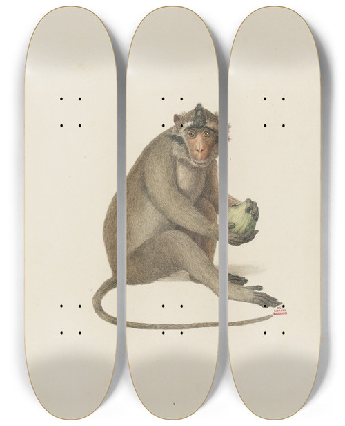 Triptych art skateboard deck of Jeanbaptiste Audebert Laigrette by Jean-Baptiste Audebert (1759-1800)