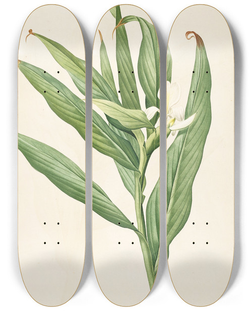 Triptych art skateboard deck of Pierre Joseph Redout Les Liliacees Pl16 by Pierre Joseph Redoute (1759-1840)