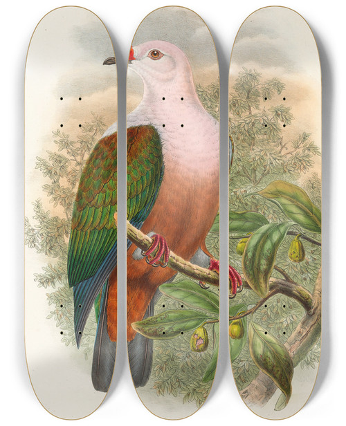 Triptych art skateboard deck of John Gould The Birds Of New Guinea And The Adjacent Papuan Islands Pl63 by John Gould (1804-1881)