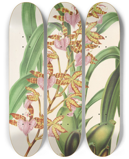 Triptych art skateboard deck of Charles Antoine Lemaire Odontoglossum Bictoniense Var Splendens by Charles Antoine Lemaire (1800-1871)