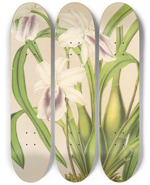 Triptych art skateboard deck of Charles Antoine Lemaire Miltonia Cereola by Charles Antoine Lemaire (1800-1871)