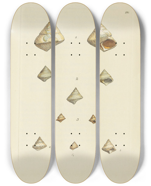 Triptych art skateboard deck of James Sowerby The Mineral Conchology Of Great Britain Pl176 by James Sowerby (1757-1822)