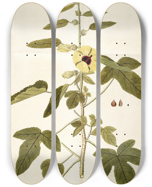Triptych art skateboard deck of Nikolaus Joseph Freiherr Von Jacquin Hibiscus Diversifolius by Nikolaus Joseph Freiherr Von Jacquin (1727-1817)