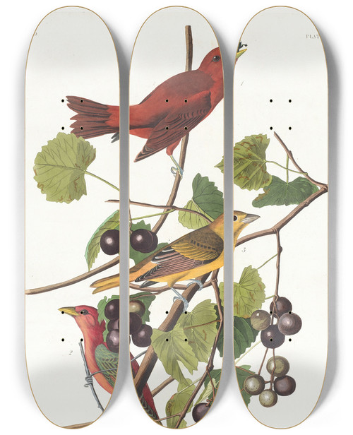 Triptych art skateboard deck of John James Audubon Summer Red Bird by John James Audubon (1785-1851)