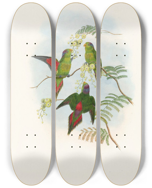 Triptych art skateboard deck of John Gould The Birds Of New Guinea And The Adjacent Papuan Islands Pl19 by John Gould (1804-1881)