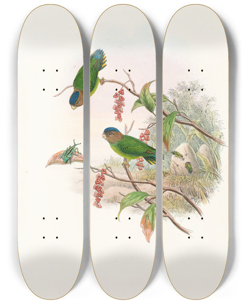 Triptych art skateboard deck of John Gould The Birds Of New Guinea And The Adjacent Papuan Islands Pl25 by John Gould (1804-1881)