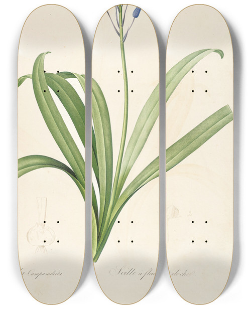 Triptych art skateboard deck of Pierre Joseph Redout Les Liliacees Pl15 by Pierre Joseph Redoute (1759-1840)