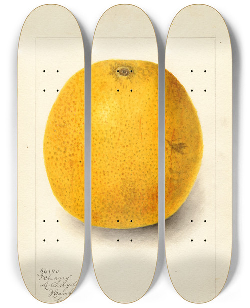Triptych art skateboard deck of Amanda Almira Newton Citrus Sinensis Ichang_2 by Amanda Almira Newton (1860-1943) Triptych art skateboard deck of Amanda Almira Newton Citrus Sinensis Ichang_2 by Amanda Almira Newton (1860-1943)