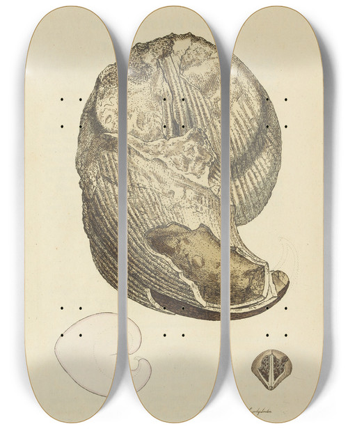 Triptych art skateboard deck of James Sowerby The Mineral Conchology Of Great Britain Pl028 by James Sowerby (1757-1822)