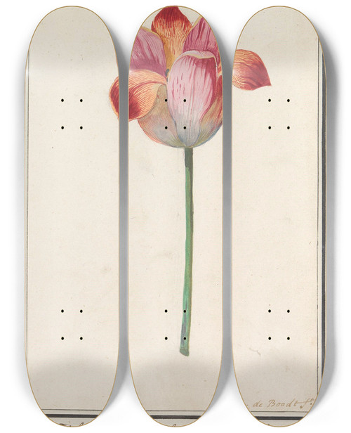 Triptych art skateboard deck of Anselmus Botius De Boodt Tulp Tulipa by Anselmus Botius de Boodt (1550-1632)