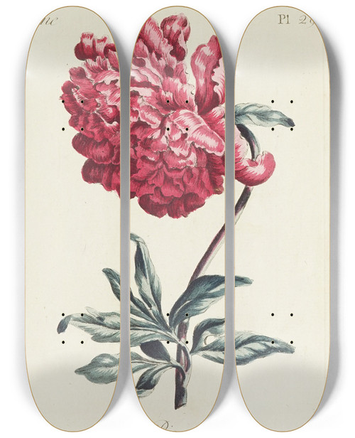 Triptych art skateboard deck of Carington Bowles Piony by Carington Bowles (1724-1793)