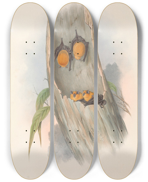 Triptych art skateboard deck of John Gould The Mammals Of Australia Pl141 by John Gould (1804-1881)