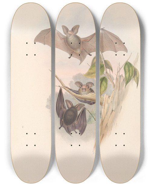 Triptych art skateboard deck of John Gould The Mammals Of Australia Pl143 by John Gould (1804-1881)