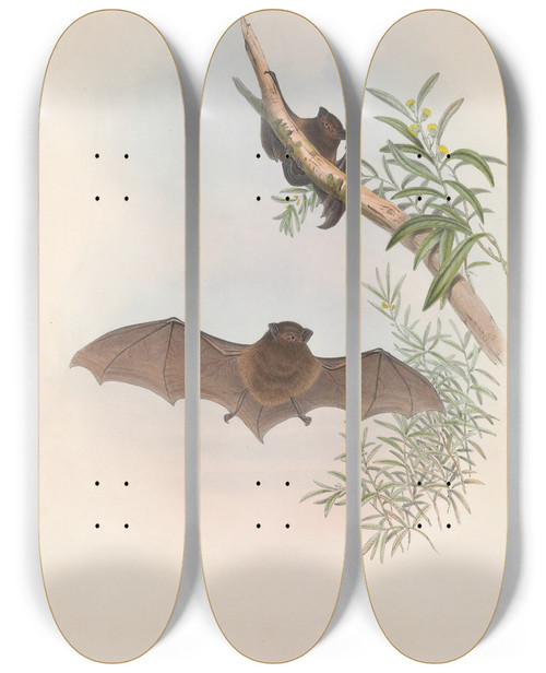 Triptych art skateboard deck of John Gould The Mammals Of Australia Pl148 by John Gould (1804-1881)
