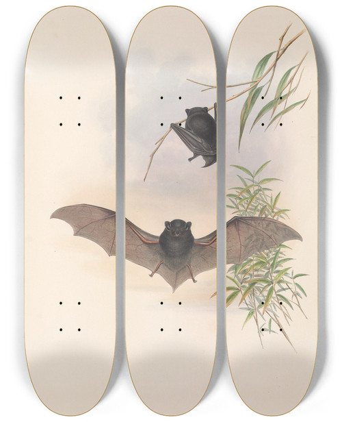Triptych art skateboard deck of John Gould The Mammals Of Australia Pl150 by John Gould (1804-1881)